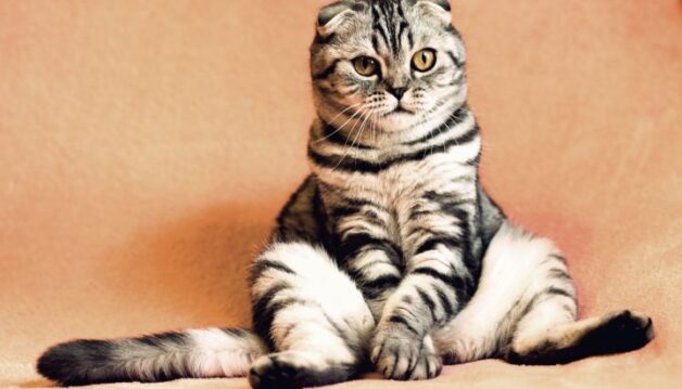 cat-2934720_1920
