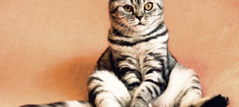 cat-2934720_1920