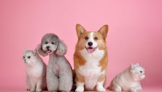 pets-3715733_1920