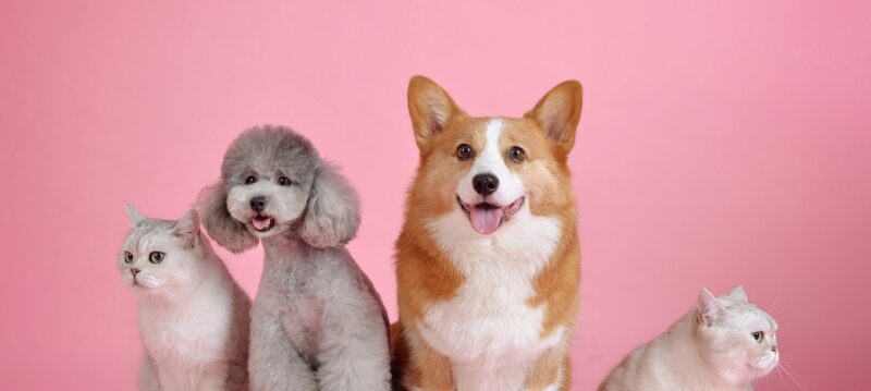 pets-3715733_1920