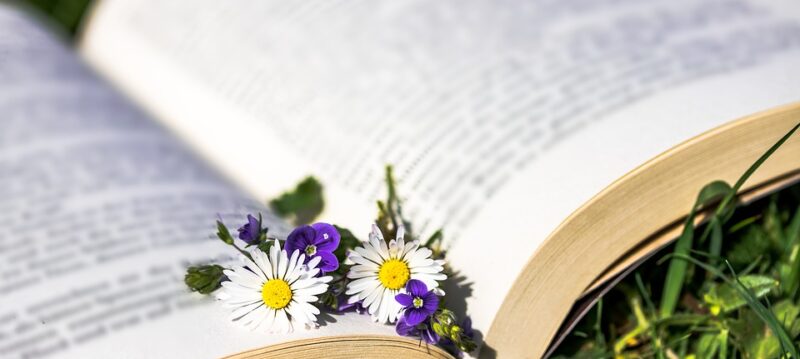 daisy-2320519_960_720