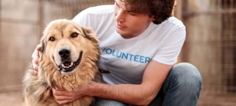 travailler-differents-metiers-animaux.jpg