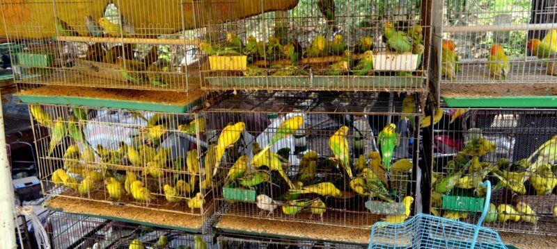 Démarrer_une_entreprise_d_animalerie Démarrer_une_entreprise_d_animalerie