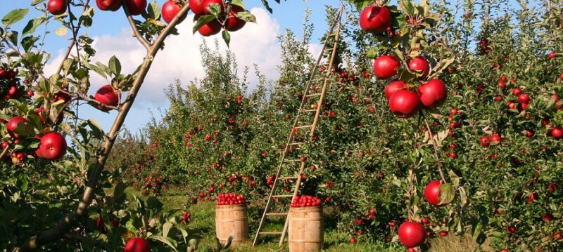 blockchain alimentaire 