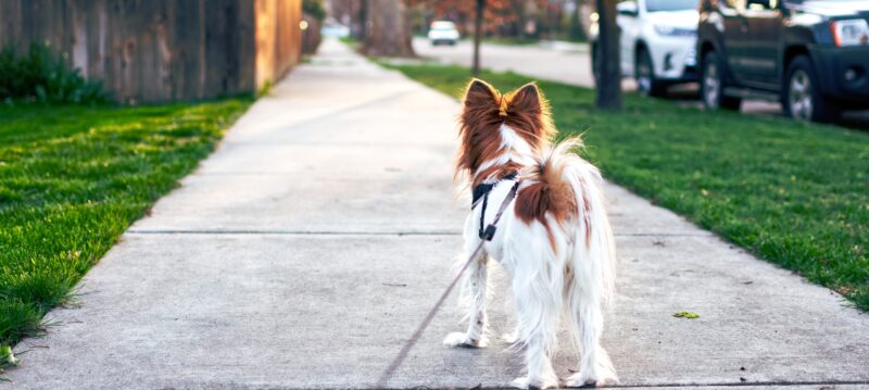 Comment_démarrer_une_entreprise_de_promenade_de_chiens