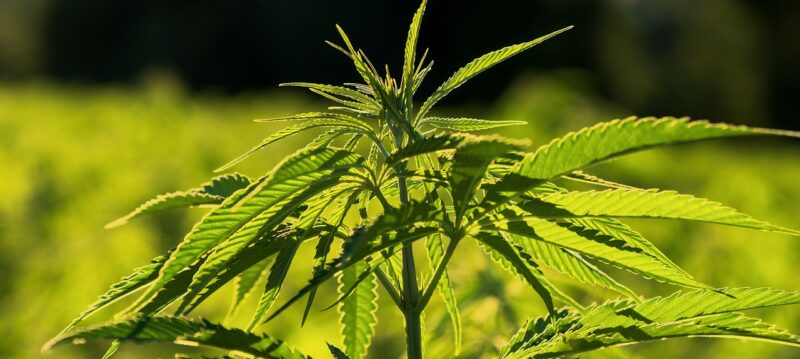 Culture_du_chanvre_:_les_entreprises_du_chanvre_en_France