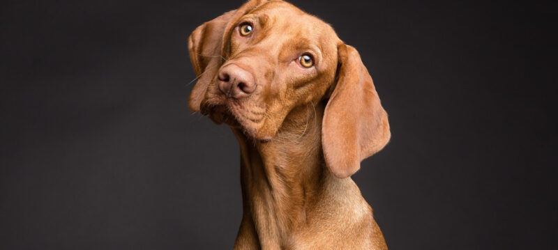 il-existe-une-agence-de-communication-pour-le-monde-animalier Il existe une agence de communication pour le monde animalier