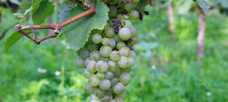 Investir_dans_la_vigne_:_une_passion_rentable_ou_un_pari_risqué_?