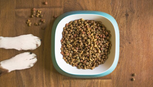 Comment_démarrer_une_entreprise_réussie_de_nourriture_pour_chiens_ou_chats
