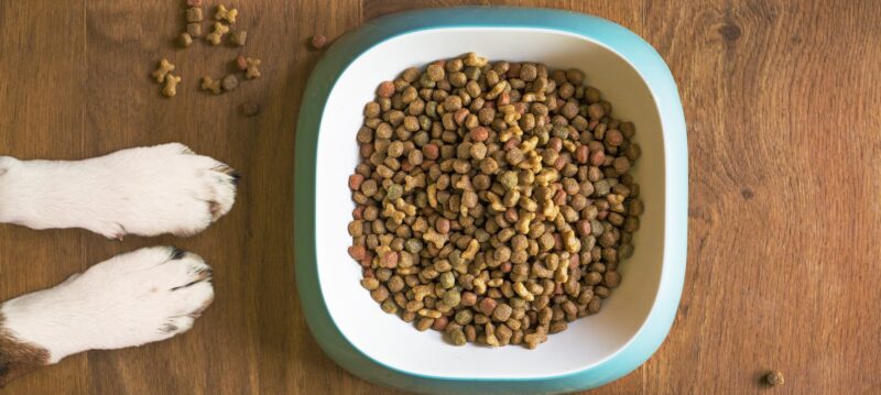 Comment_démarrer_une_entreprise_réussie_de_nourriture_pour_chiens_ou_chats
