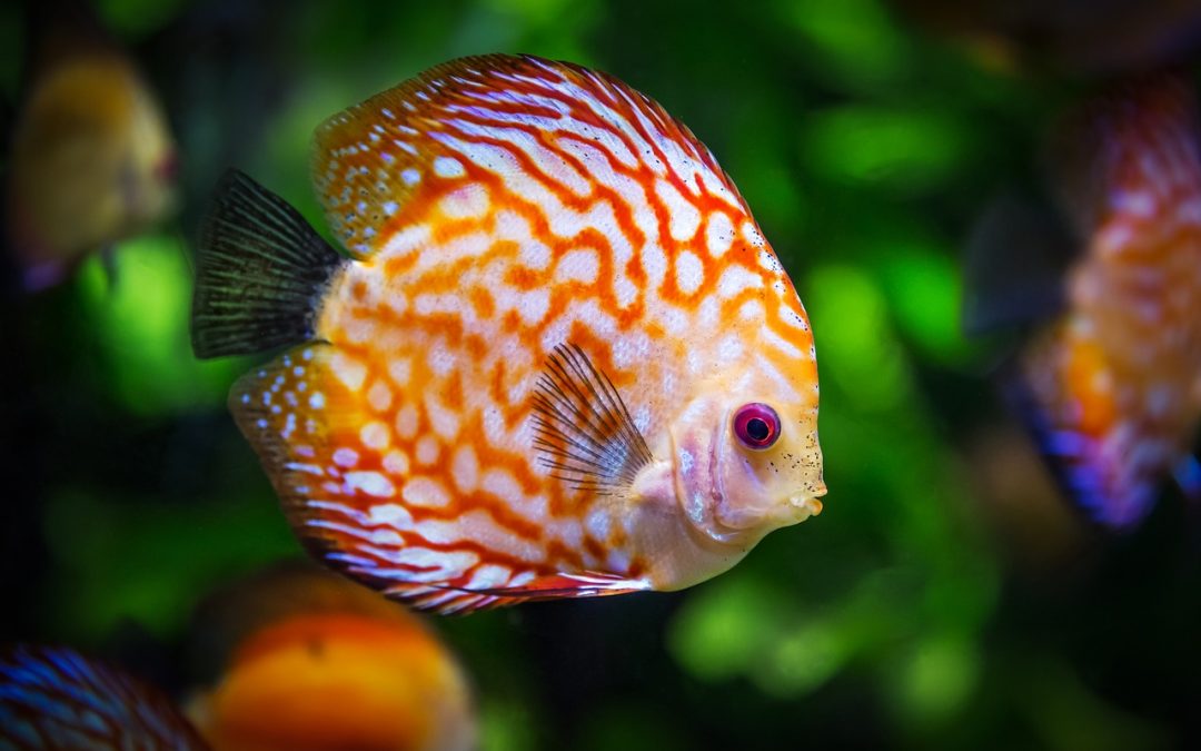 Serre aquaponique : L’aquaponique commerciale est-elle durable et rentable ?