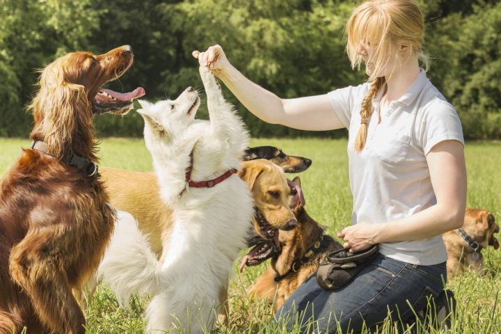 éducateur canin au travail