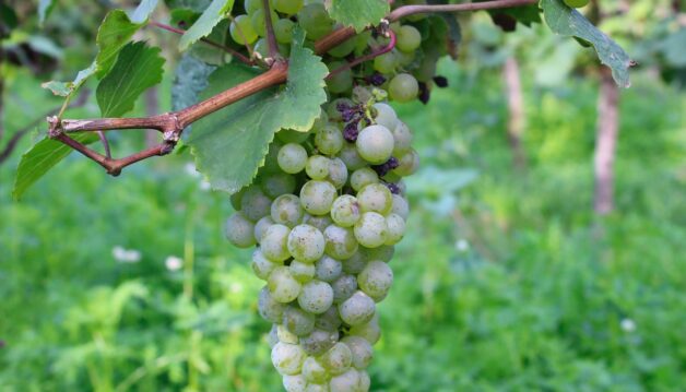 Investir_dans_la_vigne_:_une_passion_rentable_ou_un_pari_risqué_?